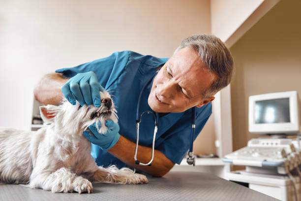 Best Emergency Treatment for Dental Infections or Abscesses in Mayfield, OH